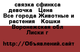 связка сфинкса. девочка › Цена ­ 500 - Все города Животные и растения » Кошки   . Воронежская обл.,Лиски г.
